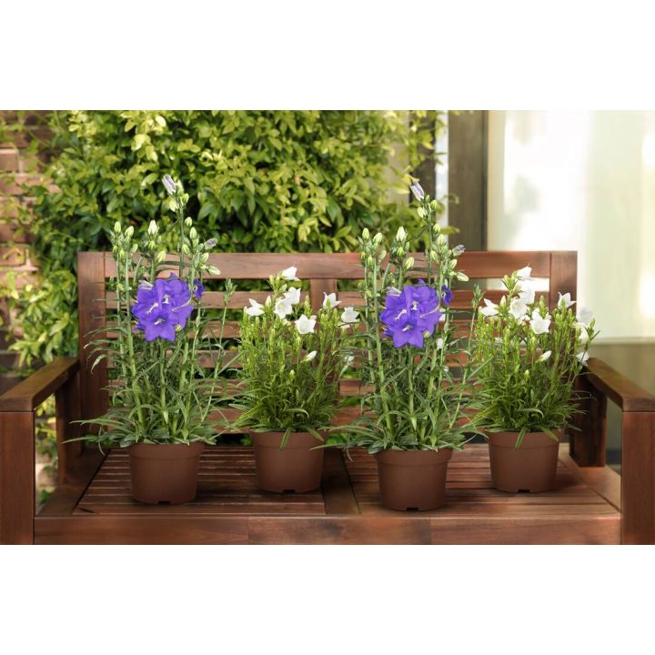 Sommerglocken 4er Set