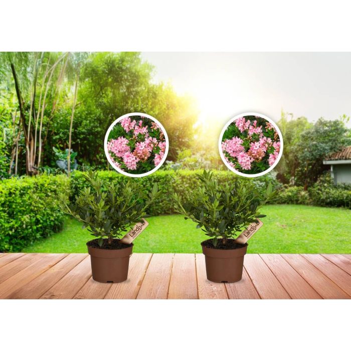 LANDLUST KOLLEKTION - ZWERGRHODODENDRON BLOOMBUX MAGENTA 2ER SET (LANDGARD)  | Landlust Shop