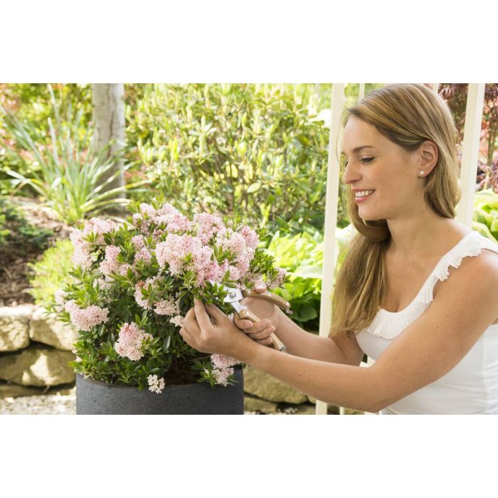 LANDLUST KOLLEKTION - ZWERGRHODODENDRON BLOOMBUX PINK 2ER SET (LANDGARD) |  Landlust Shop