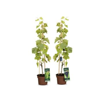Weinreben ‘Lakemont‘ & ‘Centuri‘ Kernarm (2er-Set)