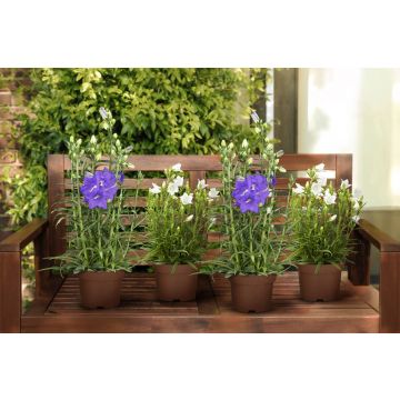 Sommerglocken 4er Set