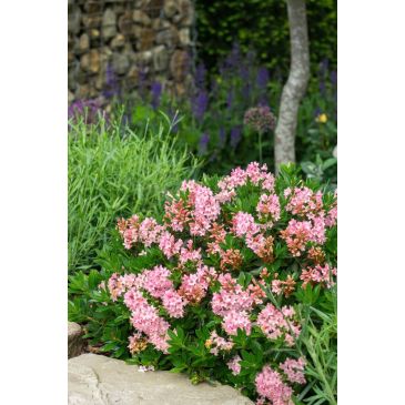 LANDLUST KOLLEKTION - ZWERGRHODODENDRON BLOOMBUX MAGENTA 2ER SET (LANDGARD)  | Landlust Shop