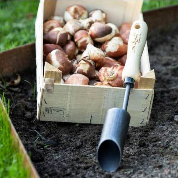 Kiste mit Blumenzwiebeln steht auf Erde, daneben liegt ein Handerdbohrer mit Holzgriff für das Pflanzen der Zwiebeln im Garten.
