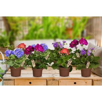 Zimmerprimeln Bunt (8er-Set)