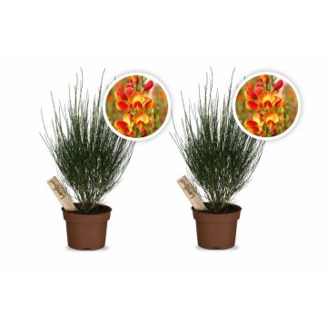 Landlust Kollektion - 2er Set Ginster Orange