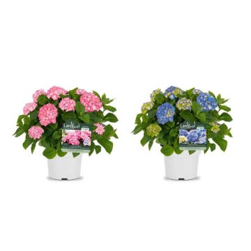 Bauernhortensie Rosa/Blau (2er-Set)