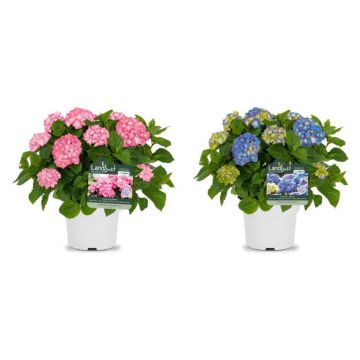 Bauernhortensie Rosa/Blau (2er-Set)