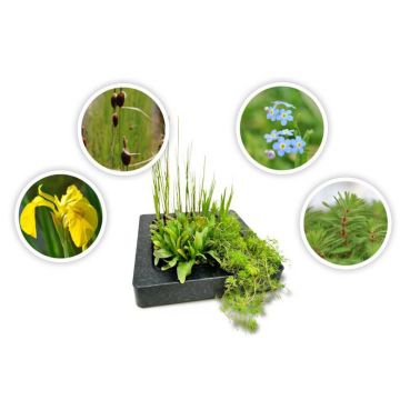 4er Set Schwimminsel