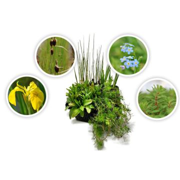 4er Set Wasserpflanzen Starter-Set