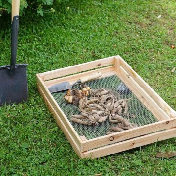 Holzsiebkasten mit Maschendrahtgitter liegt auf Gras, gefüllt mit Knollenpflanzen und einem Gartenwerkzeug. Daneben steht ein schwarzer Spaten mit Holzstiel.