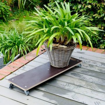 Pflanzgefäß aus geflochtenem Material mit grüner Zimmerpflanze steht auf einem flachen Rollbrett mit vier Lenkrollen auf einer Holzterrasse im Garten.