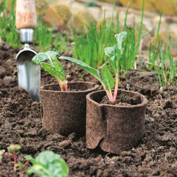Zwei junge Pflanzen in biologisch abbaubaren Pflanztöpfen, die in Erde gesetzt sind, mit einem kleinen Handspaten im Hintergrund und grünem Gras drumherum.