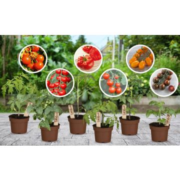 Tomaten-Traum (6er-Set)