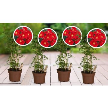 Zwergrosen (4er-Set)