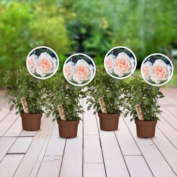 Duftrosen (4er-Set)