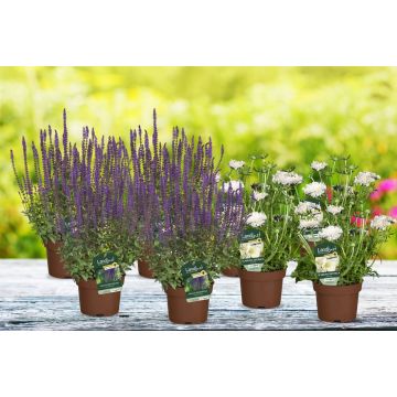 Wildbienen-Paradies (8er-Set)