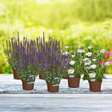 Wildbienen-Paradies (8er-Set)