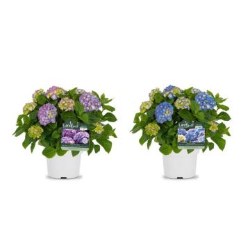 Bauernhortensie Blau/Violett (2er-Set)