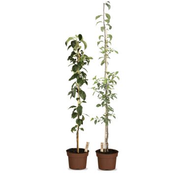 Obst-Traum Apfel/Pflaume (2er-Set)