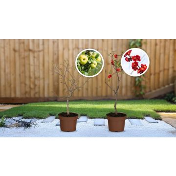 Zierquitten (2er-Set)