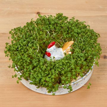 Kresseschale Huhn mit Samen