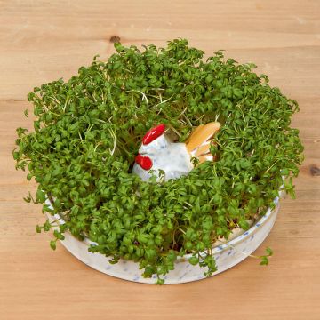 Keramikschale in Hühnerform, umgeben von dichtem Kressewachstum, auf einem Holztisch platziert.