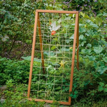 Holz-Rankgitter mit Gitternetz, schräg in einem grünen Garten aufgestellt. Pflanzen mit großen Blättern und orangefarbenen Blüten wachsen um das Gitter herum. Hintergrund mit dichten Sträuchern und Blumen.