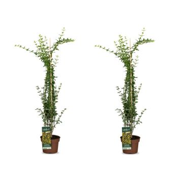 Kletterkönigin Jasmin 2er Set