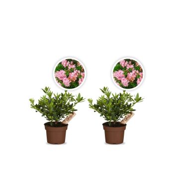 Zwergrhododendron Bloombux Magenta 2er Set