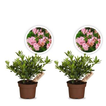 Zwergrhododendron Bloombux Magenta 2er Set