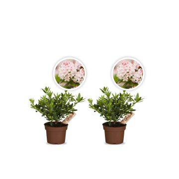 Zwergrhododendron Bloombux Pink 2er Set