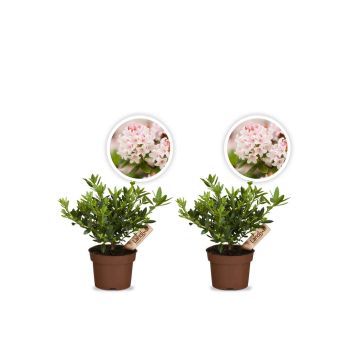 Zwergrhododendron Bloombux Magenta 2er Se