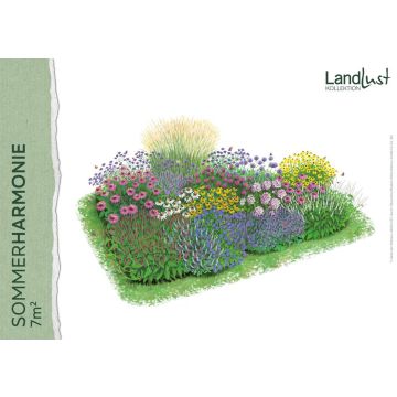 Staudenpaket „Sommerharmonie 7qm"