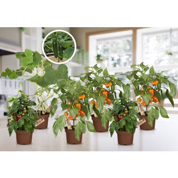 Bunter Gemüsemix 6er Set