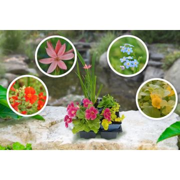 Ein Set aus blühenden Gartenpflanzen in schwarzen Schalen auf einem Stein. Umgeben von vier runden Inset-Bildern mit verschiedenen Blumen: rosa Blüte, blaue Blüten, orange Blüten und gelbe Blüten. Hintergrund zeigt einen Gartenteich.