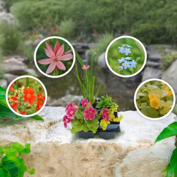Blühender Summteich 4er Set