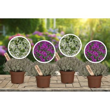 Vier Töpfe mit blühenden Pflanzen auf einer Steinfläche, jede mit einem Holzschild "Pflanze" markiert. Vier runde Inset-Bilder zeigen detaillierte Ansichten von weißen und violetten Blüten. Hintergrund zeigt einen blühenden Garten.