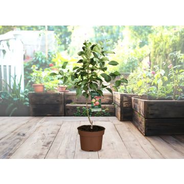 Kleiner Apfelbaum in einem braunen Topf steht auf einer Terrasse vor Hochbeeten. Ein Etikett am Baum zeigt rote Äpfel und die Aufschrift „Apfel“.