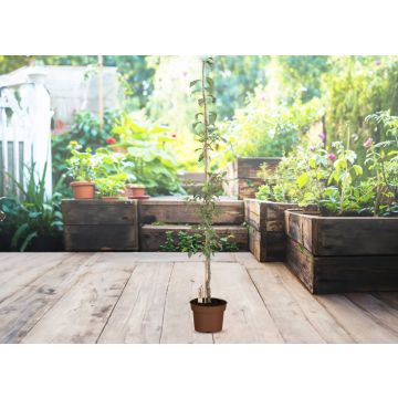 Obst-Traum Pflaume ‘Aromaspur Spät‘