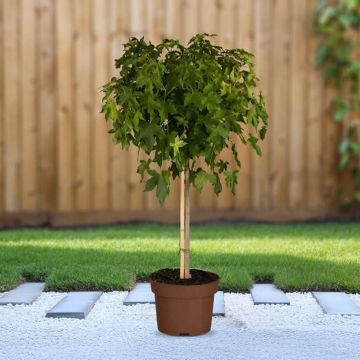 Amberbaum