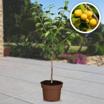 Obst-Traum Mirabelle "Nancy"
