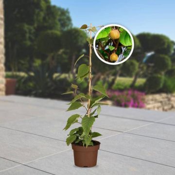 Obst-Traum Kiwi "Jenny"