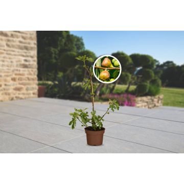 Obst-Traum Feige "Brown Turkey"