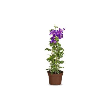 Ramblerrose "Veilchenblau"