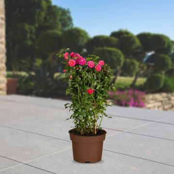Ramblerrose "Chevy Chase"