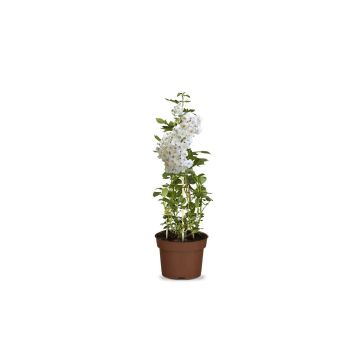 Ramblerrose "Bobbie James"