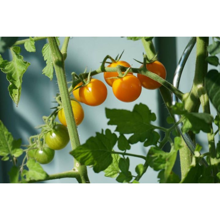 Digital-Webinar Tomaten selbst ziehen