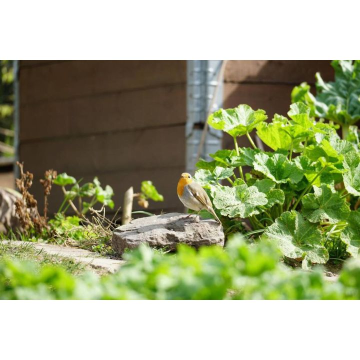 Digital-Webinar Tierfreundlicher Garten