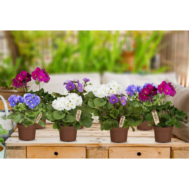 Zimmerprimeln Pink Lila (8er-Set)