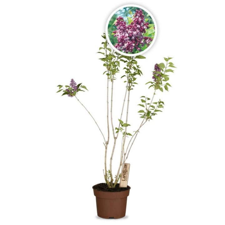 Topf mit Fliederpflanze, mehrere lange, schlanke Zweige mit grünen Blättern und violetten Blüten, in der Mitte ein kreisförmiges Detailfoto einer violetten Fliederblüte. Ein Schild mit Aufschrift "Landlust" steckt in der Erde.